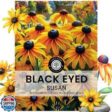Black Eyed Susan - Large 5g Envelope - 15,000 Flower Seeds for Planting - Rud... 1814.37 per gallon