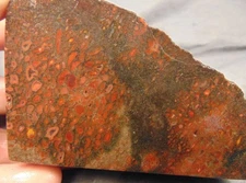 Superb DINOSAUR BONE DINO GEMBONE faced rough … nice cells, great color … 14 oz