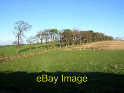 Photo 6x4 Hillside Trees Near Laigh Borland Craigie/NS4232  c2006