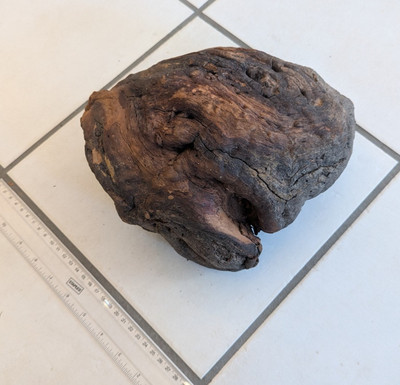 2.5 kg Holzknolle Obstholz für Skulptur, Schnitzen, Drechseln