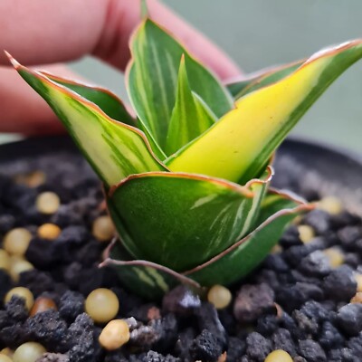 Sansevieria hybrid Tower Variegated unique plant snake house plant | eBay