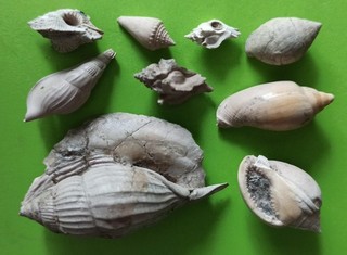 LOT du cuisien de GAN