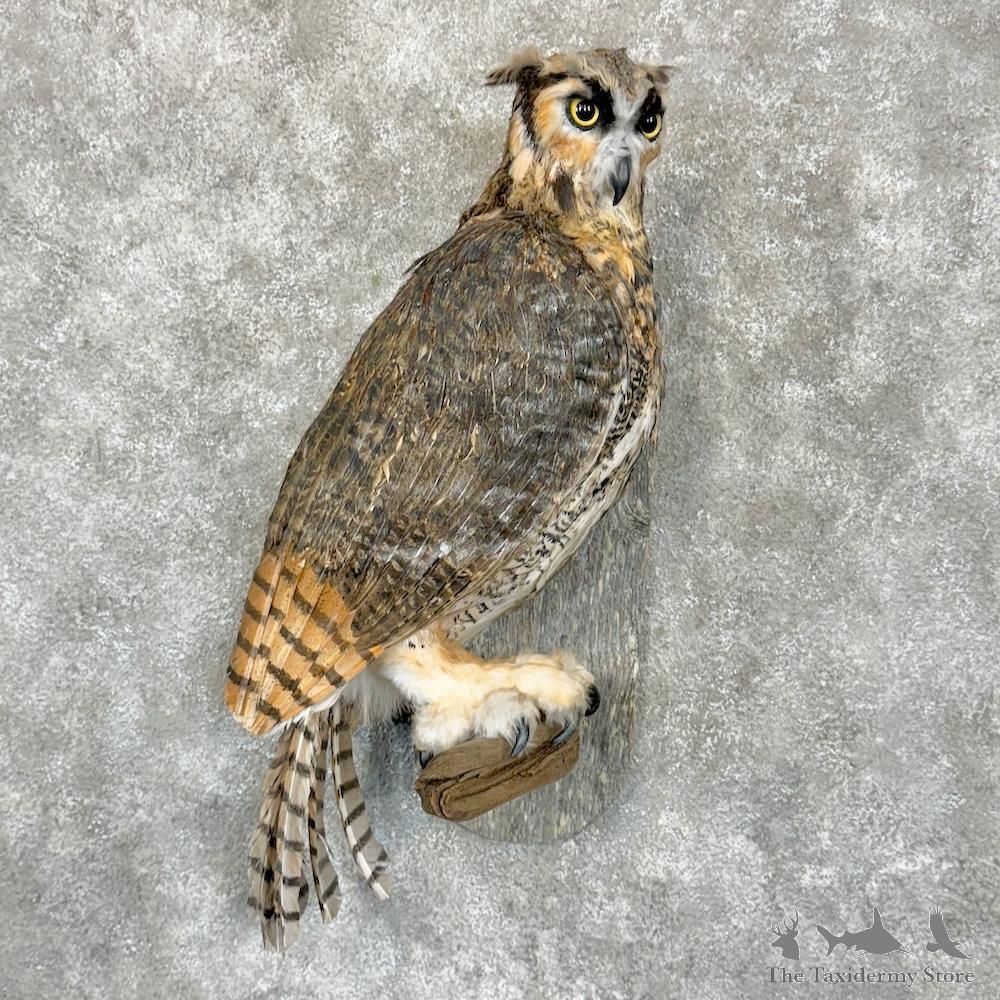 Taxidermy Pet Owls For Sale Reproduction Great Grey Owl Life Size