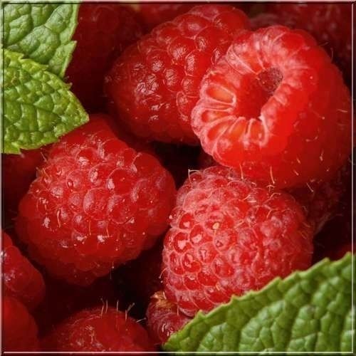 1 'Malling Promise' Red Raspberry Bush / Cane, Rubus Idaeus, Tasty Fruit - Picture 1 of 1