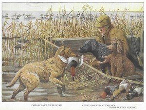 Chesapeake Bay | Curly Coated Retriever - CUSTOM MATTED - 1927 Color Dog Print