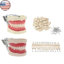 US Dental Kilgore NISSIN 200/500 Type Typodont Teeth Model With Removable Teeth