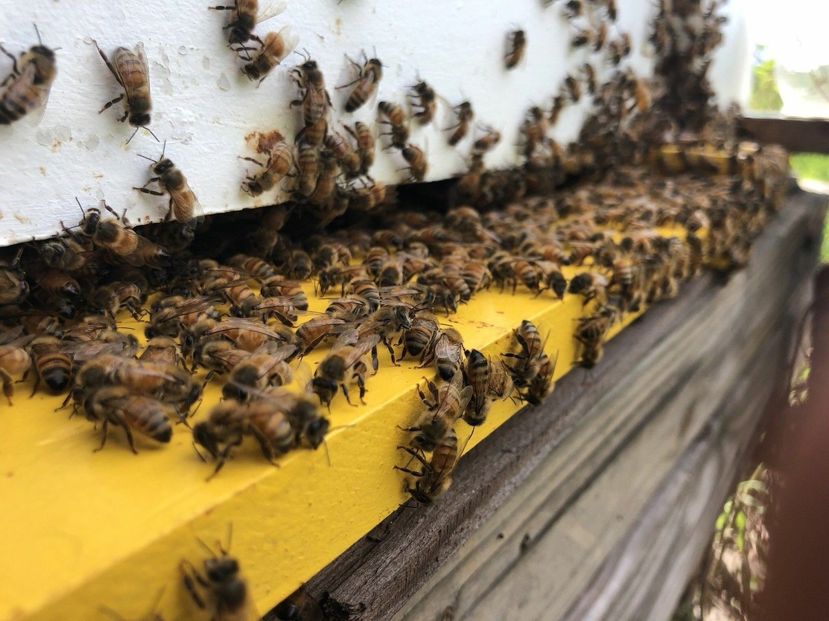 24 Rare Real Africanized bee {{{ KILLER }}} Honey Bees Dry