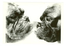 DOG-TWO BLACK PUGS NOSE TO NOSE-BALANCE OF POWER-1990--4"X6"- DOG-11 