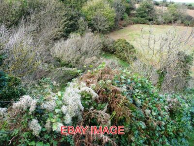 FOTO ALTER MANNESBART IN DER HECKE ALTER MANNESBART IST EIN SEHR HÄUFIGER ANBLICK IN