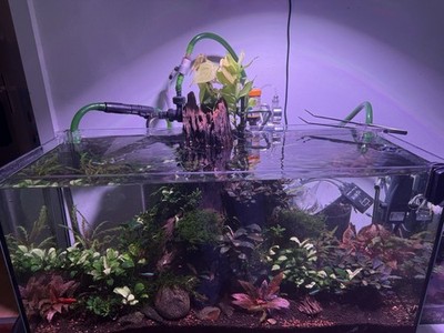 Aquascape Komplettset 80x35x40 mit Week Aqua T90 Pro, CO  und Bucephalandra