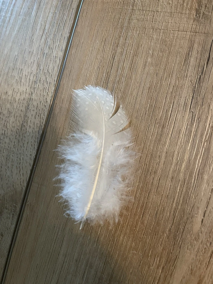 White Guinea Fowl Feathers For Fashion Crafts Home Decor - Image 2 of 4