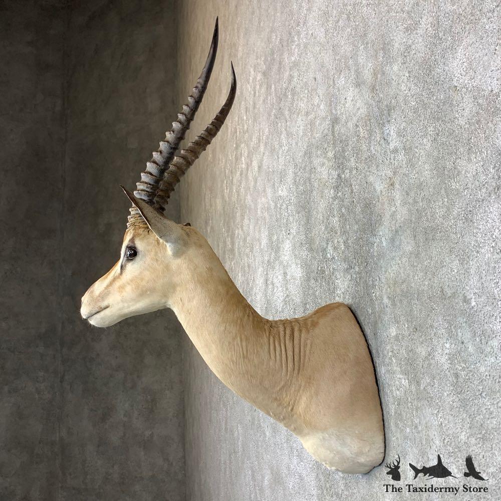 23526 EL | African Southern Grant's Gazelle Shoulder Taxidermy