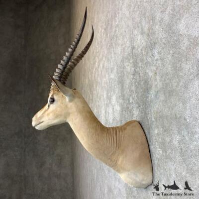 23526 EL | African Southern Grant's Gazelle Shoulder Taxidermy