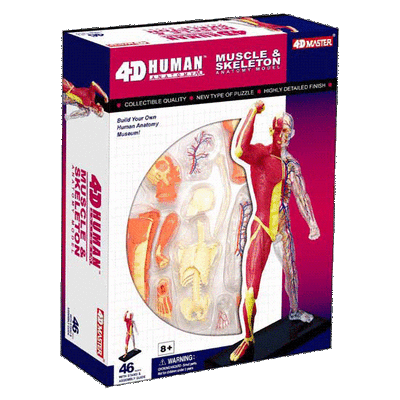 NEW 4D Master Human Science Anatomy Series MUSCLE & SKELETON Model 