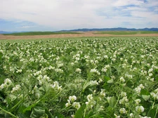 (On Backorder) Windham Winter Pea - 1 Lb.