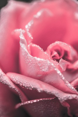 618022 Macros Photography Of Flower With Dew Drops Wall Print Poster