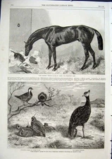 Original Old Antique Print Rare Birds For Zoo Horse Lord Clifden St Leger 1863