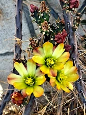 12+ pcs Opuntia Cylindropuntia hybrid Fulgida x Leptocaulis Cactus Cuttings