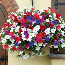 Surfinia Petunia Pre-Planted Hanging Basket or Patio Pot Summer Garden Plants