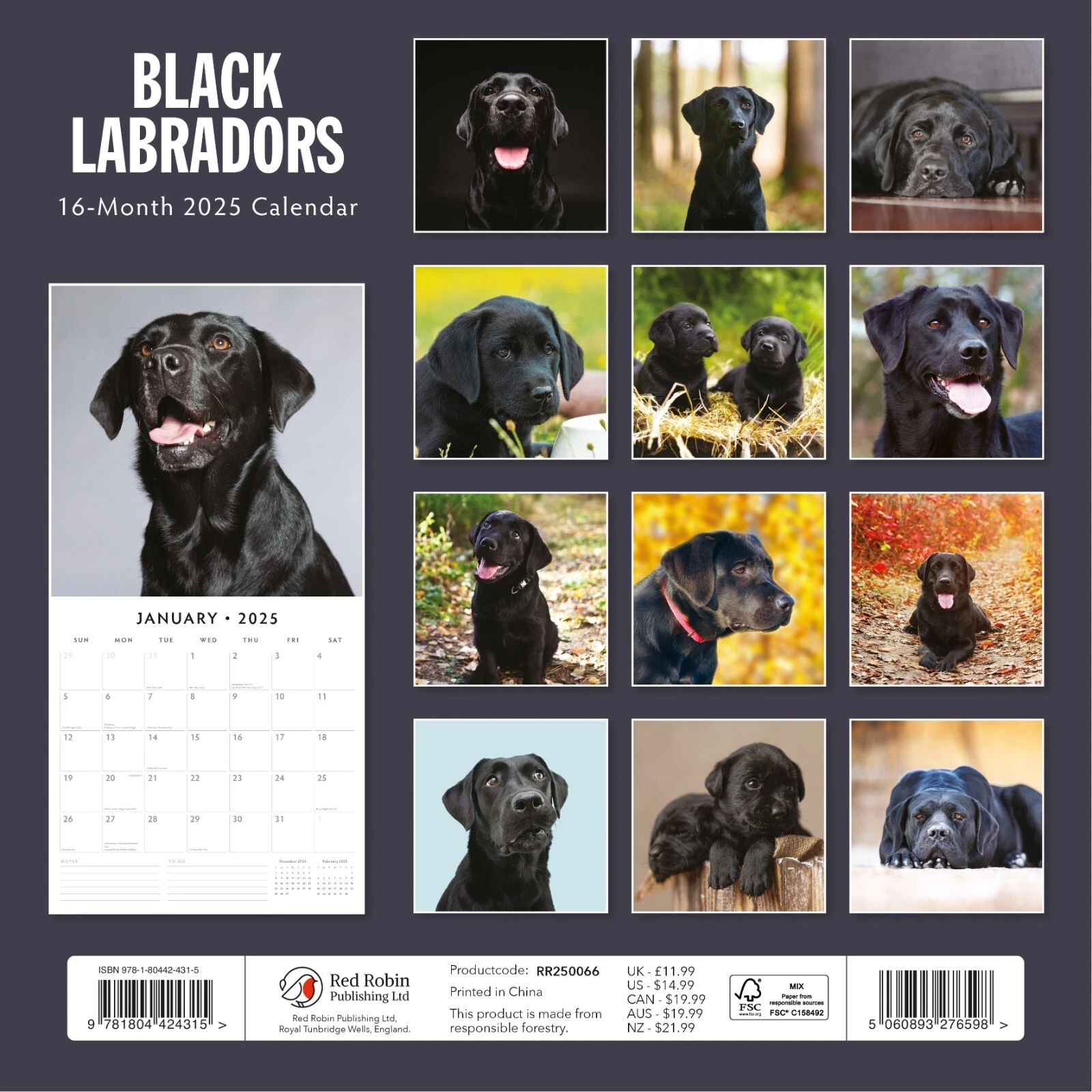 Black Labradors 2025 Square Wall Calendar