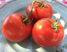 Homestead Tomato, 50 Seeds, Heirloom, NON-GMO, FREE SHIPPING