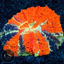 CS MULTICOLOR ACANTHOPHYLIA - WYSIWYG LIVE CORAL