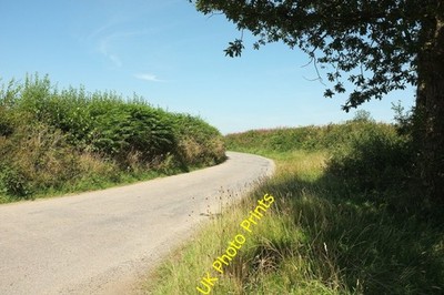 Foto 6x4 Spur von Quittenkreuz Rose Ash Quince Hill verlässt die Kreuzung c2016
