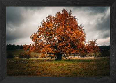 Der große Herbstbaum Gerahmtes Wandbild Poster Leinwandbild Bild
