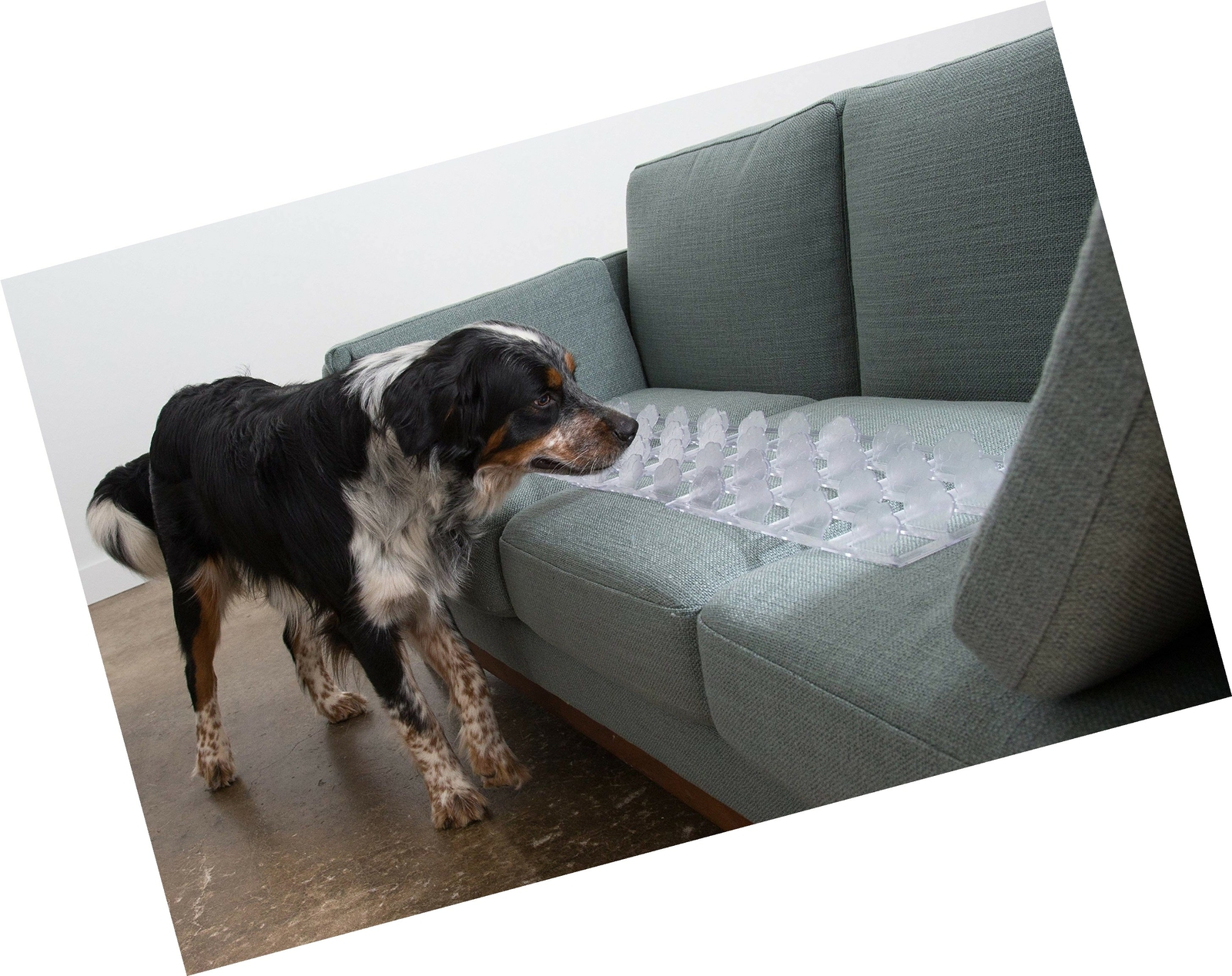 couch guard for dogs
