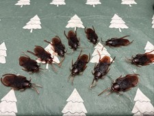 10 Prank Cockroaches Realistic Cock Roach Plastic Fake Creepy Bugs Gag Toy Joke