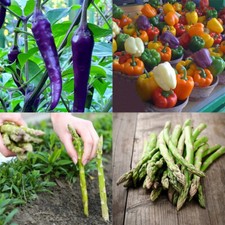 Purple Pepper Colorful Ornamental Pepper Green Asparagus Seeds Vegetable Seeds