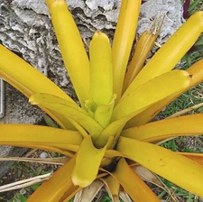 🌞BUY 4 SAVE 20% BROMELIAD Aechmea LEMON Best Blanchetiana Full Sun! Pup!🌞