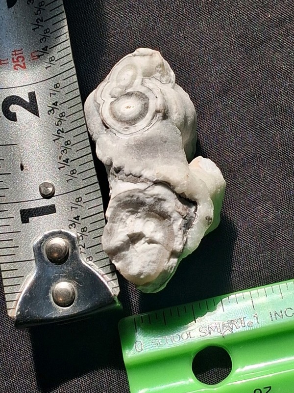 Fossilized Crinoid Stem Columnals Table Rock Lake, Southwest Missouri
