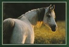 Arabian horse, Claestorp, Equus foreign postcard