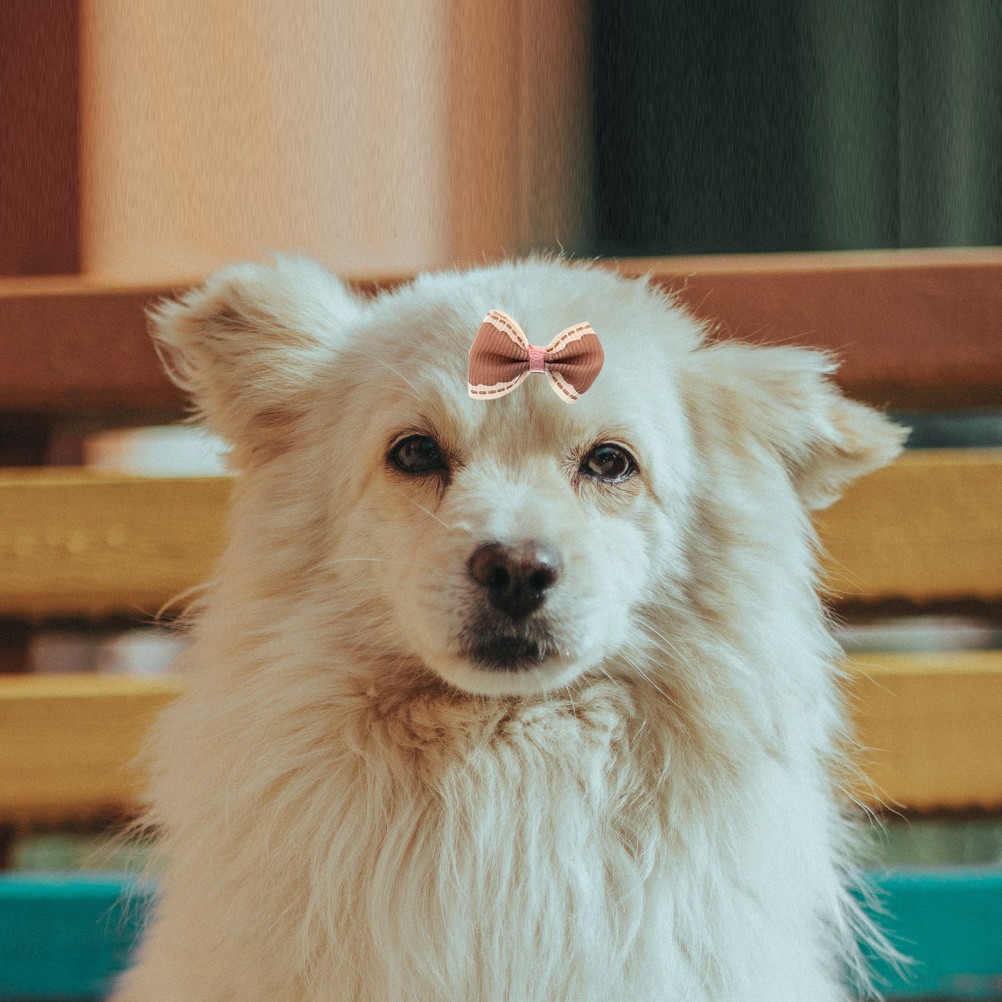 30 Pezzi Fermagli Riutilizzabili Fiocco Animali Domestici Cane Gatto Accessori Colori Assortiti foto 5