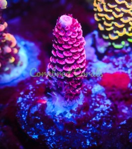 Cornbred's HPPC Milli - Frag - LIVE CORAL