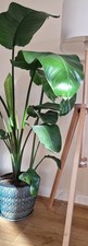 Large Strelitzia Nicolai (Bird of Paradise) Indoor House Plant 120cm Tall