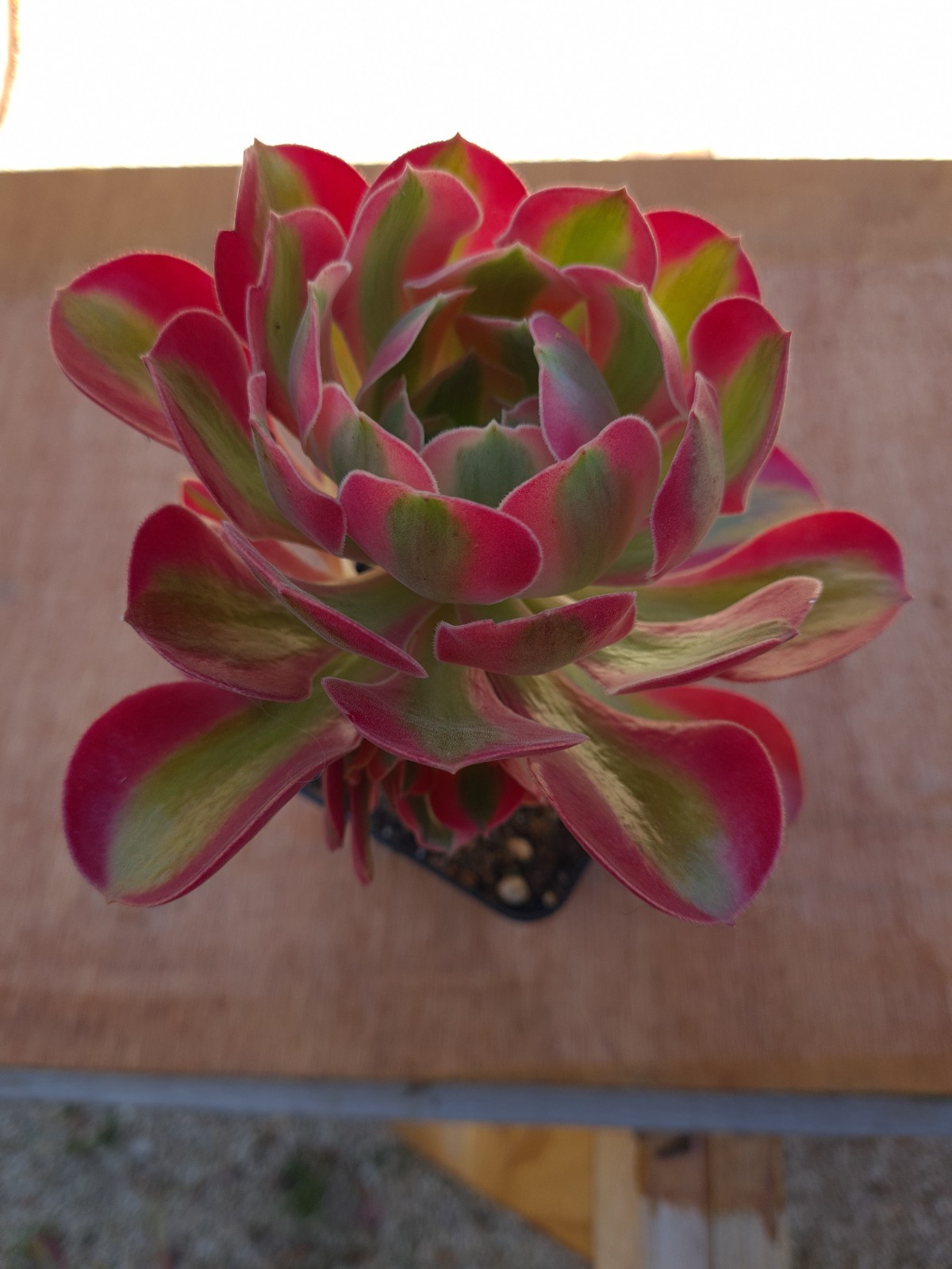 Aeonium Pink Witch spécimen de collection horticole Ø 12cm