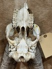 Unique Goat Taxidermy  Goat Ram Skull Horns Mount  Unique Oddity Decor Goth 3264 — photo 5
