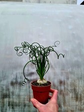 Albuca Spiralis | The Corkscrew Plant | succulent in pot