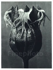 1929 Original Vintage KARL BLOSSFELDT Botanical Plant Flower Abstract Photo Art 