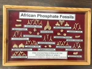african phosphate fossil collection in wood case 