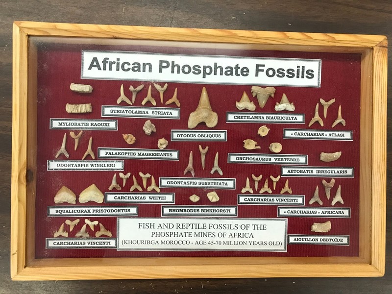 african phosphate fossil collection in wood case 