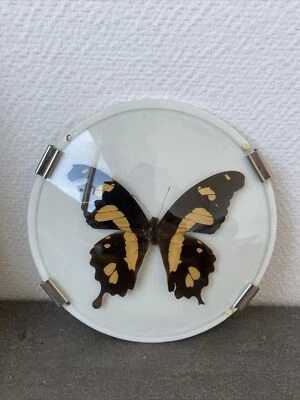 Ancien Cadre Sous Verre Bombe Papillon Papilio Hesperus Kenya Enthomologie Deco - Photo 1/4