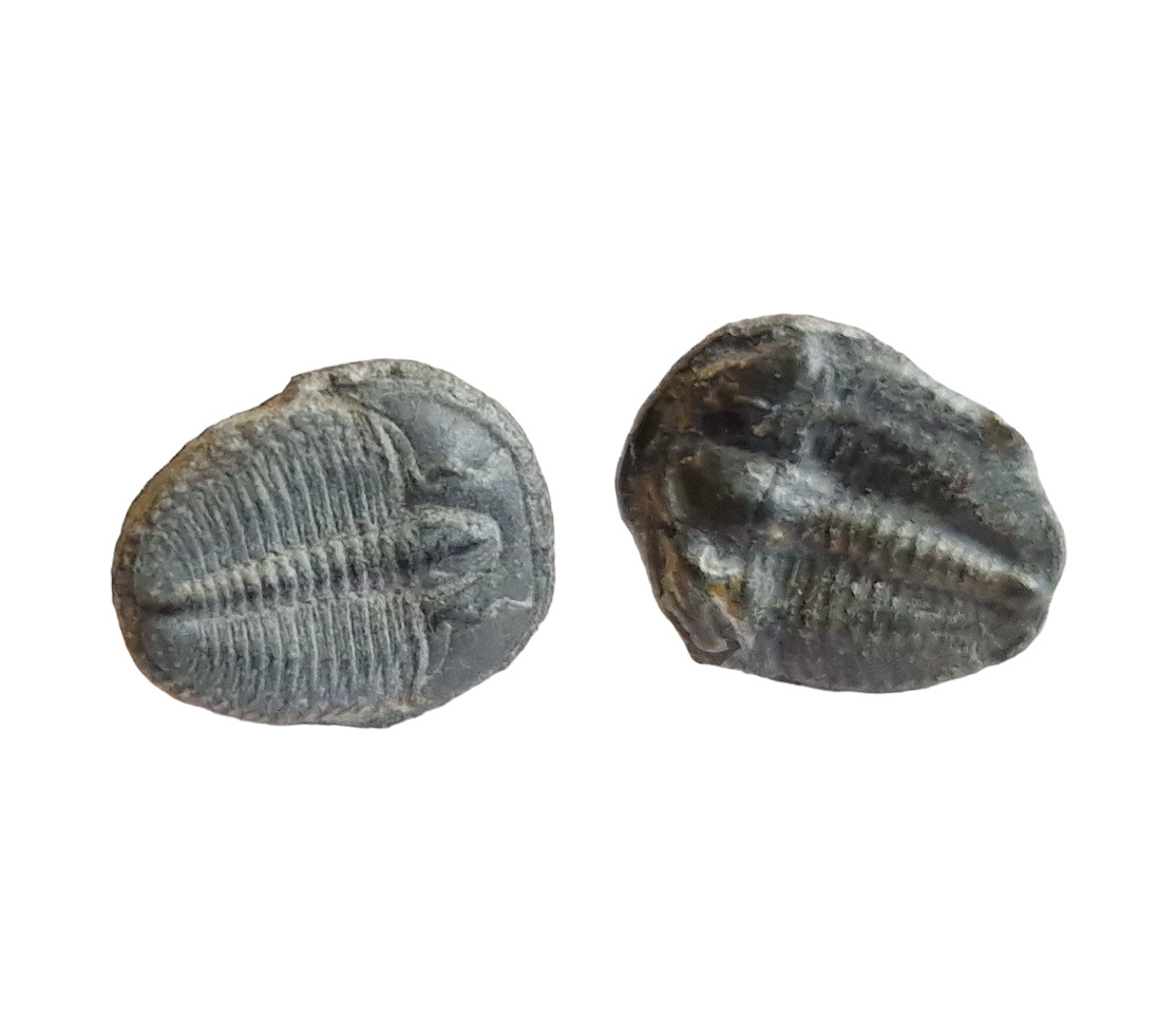 Elrathia Trilobite Stud Earrings- Stunning Trilobites On Solid Silver Settings