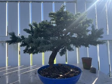 Colorado Blue Spruce Pre-  Bonsai. About 13 Years Old.