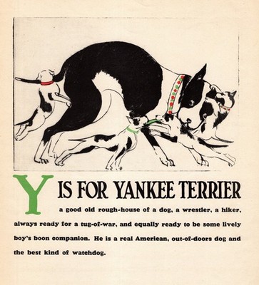 Antique 1940 Pit Bull Terrier Print ABC Letter Y Alphabet Print Wall Art 6295