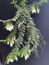 Angraecum infundibulare | NBS not in bloom