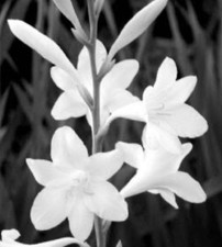 White Watsonia: Bulbs : $35 For 3 Bulbs: Free Postage