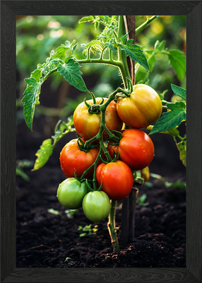 Reife Tomaten auf Weinrebe gerahmtes Wandbild Poster Leinwanddruck Bild